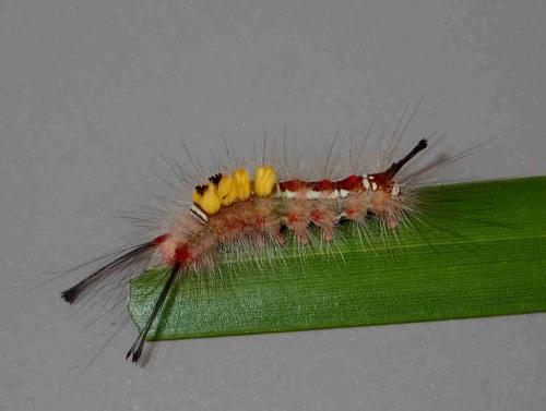 Clethrogyna turbata